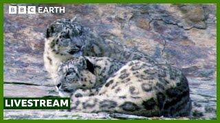  LIVE: Capturing The Rare Snow Leopard On Camera | BBC Earth