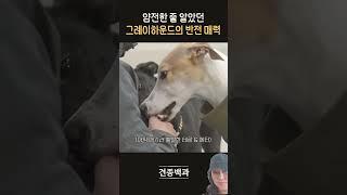 강형욱 얌전한 줄 알았던 그레이하운드 반전 매력 댕댕이 푸들 애완견 귀여워 #푸들#댕댕이#강헝욱#애견영상#귀여운강아지#강아지#강아지브이로그#동물농장강아지#반려견#동물#pets