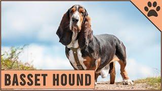 Basset Hound - Dog Breed Information