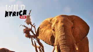 Incredible Wildlife Sightings - Wild Africa LIVE