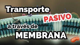 Transporte PASIVO a través de membrana ‍ Difusión simple, facilitada, ósmosis