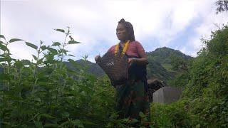 Nepali village || Sisno cooking vegetables in the village