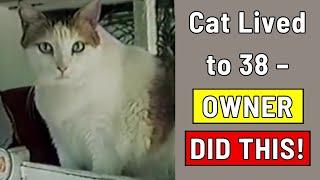 This Cat Lived to 38 Years! Here Is What Their Owner Did