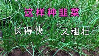 种韭菜/育苗/移栽/收割全过程