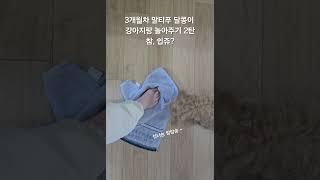 25.03.22 3개월차 말티푸 달콩이, 강아지랑 놀아주기 2탄, 참 쉽쥬? 수건 터그놀이, 신나는 앙앙송~#3개월말티푸#강아지놀아주기#터그놀이#달콩이