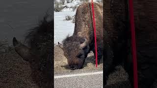 Road Life | Yellowstone Nat. Park 4/22/23