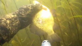 ПОДВОДНАЯ ОХОТА ОЗЕРО ПОЛОНСКОЕ Витебский район. UNDERWATER HUNTING. @rybalka-s-ohotoj