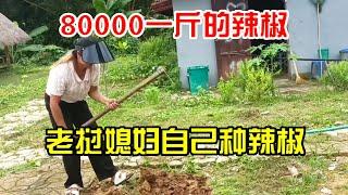 寮國辣椒竟80,000一斤，寮國媳婦吃不起了，自己種辣椒#老挝农村生活 #老挝 #婚姻 #结婚 #老挝美女