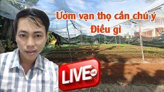 ươm hạt giống vạn thọ tết cần chú ý điều gì - huỳnh thủy tinh vlog