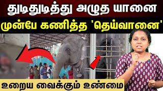 thiruchendur elephant attack | பாகனைக் கொன்ற இடத்திலேயே...கண்கலங்க வைக்கும் வீடியோ