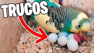 TRUCOS PARA REPRODUCIR PERIQUITOS
