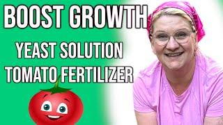 FERTILIZE TOMATO WITH YEAST SOLUTION