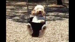 Spoodle Puppy Loves Swing