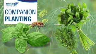 Get Growing Series: Companion Planting  | Royal City Nursery