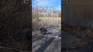 the fastest way improve your bird photography game