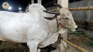 [Most dangerous bachi cow] of babu dairy farm golbari @HABIBICOWENTERTAINMENT#cow#viral