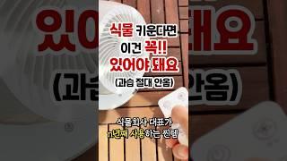 식물 과습 절대 안오게 하는 방‼ | 흙 빨리 말리는 방법 | 과습예방해주는 비밀 아이템 공유