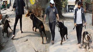 Mafia and  Rottweiler Dog Attack on Streets Dogs | Pitbull Vs Rottweiler | Mafia The Pitbull