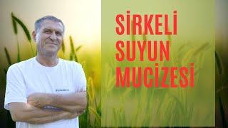 ELMA SİRKELİ SU İÇMENİN FAYDALARI SİRKELİ SU BAĞIRSAKLARA CİLDE İYİ GELİR ZAYIFLATIR