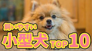 【初心者でも飼いやすい小型犬ランキングTOP10】子犬　かわいい犬