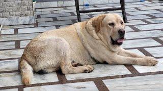 Achu bhut din Baad walk per aayi #trending #doglover #labrador #headshot