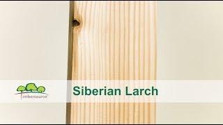 Siberian Larch Timber | Timbersource