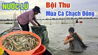 NƯỚC LÊN QUÁ CAO THĂM DỚN TRÚNG LUỒNG CÁ CHẠCH ĐỒNG MÙA NƯỚC NỔI - CUỘC SỐNG VÙNG NƯỚC LŨ