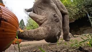 Rhinos Squish Big Halloween Pumpkins