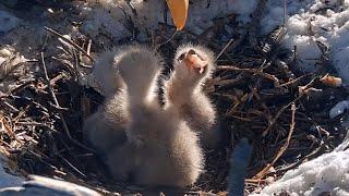 Chick3 Is A Sharpshooter!Chick3 Is Fed Chick1-Sized Pieces By Jackie & Shadow@FOBBVCAM 2025-03-09