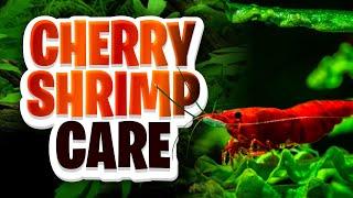 The Ultimate Cherry Shrimp Care Guide! Everything You Need To Know About Neocaridina Shrimp Keeping!