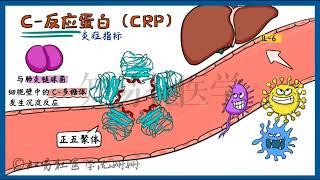 医学手绘漫画 |炎症指标： C-反应蛋白（CRP）Medical cartoons | Inflammation indicator: C-reactive protein (CRP)