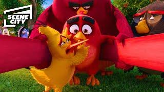 Red's Dangerous Plan to Stop the Pigs | The Angry Birds Movie (Jason Sudeikis, Bill Hader, Josh Gad)