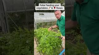 Foliar Feeding vegetables and Roses  #backyardgarden #gardengoals #garden #gardening