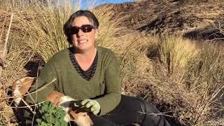 Stinging Nettles - How to forage & use them.