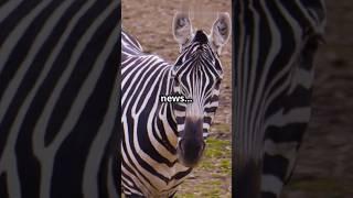 The Zebra's Jungle Adventure#youtubeshorts #shortvideo #shortviral #shots #shortfeed #viralvideo