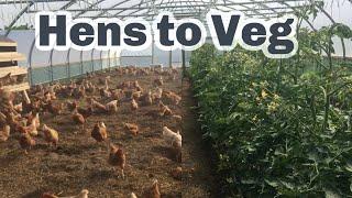 WINTER HENS TO SUMMER TOMATOES Turning around the big polytunnel