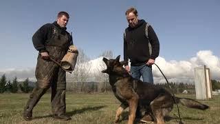 Kraftwerk K9 German Shepherds - Powerful and obedient!