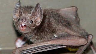 Cracking the secrets of how bats survive viruses