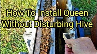 How To Install Queen Without Disturbing Hive,