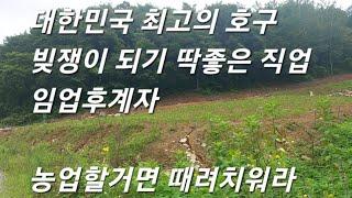 임야매매 임업 망하는줄 모르고  벌목하고 장비사용 결국은 농사  임업인이 옥수수 고구마 유실수   고추 각종 잡다한 ? 농작물 심고 야생동물 퇴치기 울타리 설치