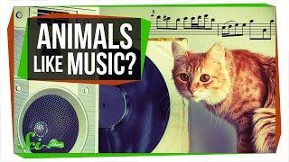 Do Animals Appreciate Music?