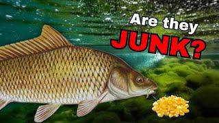 The MOST Controversial Fish ep.3- Common Carp