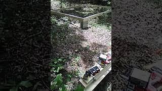 Building our cabin in the woods of the ozarks