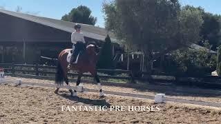 QUILATE & Me test ride in this FANTASTIC PRE BOMBPROOF horse Pirofree