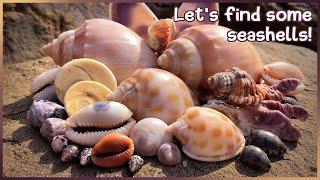 Finding Seashells at Low Tide | Back to Point Arkwright #shelling #shells