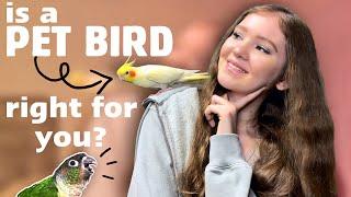 SHOULD YOU GET A PET BIRD?  | What you should know before bringing home a parrot!