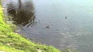 Common Gallinules