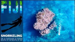 Snorkeling Fiji With Immersion Fiji | Savusavu The Hidden Paradise