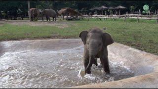 Baby Elephant Wan Mai Outing - ElephantNews