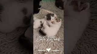 Cute Kittens Playing #cat #kitten #catvideos #youtubeshorts #trending #funnycat #viral